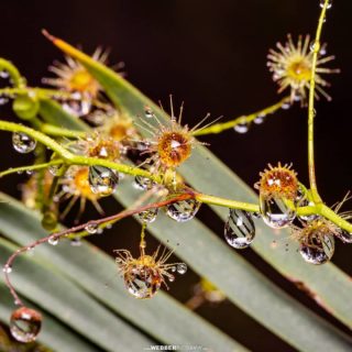 Early morning dew fills the carnivorous leaves of bridal rainbow (Drosera macrantha), Jarrahdale, Western Australia.
📷: Bruce Webber (@webber.photography)
...
...
#Botanising #Dew #Drosera #Sundew #Plants #Wildflowers #CarnivorousPlants #FlowerMacro #Flora #NaturePhotography #Macro #Macrophotography #Nature #Environment #WesternAustralia #ThisIsWA #WanderOutYonder #AusGeo #YourShotPhotographer