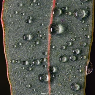 Early morning dew on jarrah (Eucalyptus marginata) leaves, Jarrahdale, Western Australia.
📷: Bruce Webber (@webber.photography)
...
...
#Botanising #Dew #Plants #LeafDetail #Leaf #Flora #NaturePhotography #Macro #Macrophotography #Nature #Environment #WesternAustralia #AusGeo #YourShotPhotographer