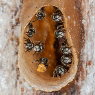 Stingless bees rest in their nest entrance, Korup National Park, Southwest Province, Cameroon.
📷: Bruce Webber (@webber.photography)
...
...
#bees #plants #nature #ecology #biodiversity #environment #fieldwork #research #science #scicomm #naturephotography #wildlifephotography #macro #macrophotography #korup #korupnationalpark #cameroon #cameroun #africa