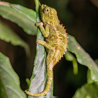 Blue-legged chameleon (Calumma crypticum), Ranomafana National Park, Vatovavy region, Madagascar.
📷: Bruce Webber (@webber.photography)
...
...
#chameleon #reptiles #herpetofauna #herping #HerpingAfrica #Herpetology #Ranomafana #Wildlife #AfricanWildlife #AfricanAnimals #WildlifePhotography #WildlifePlanet #BiodiversityHotspot #NatgeoAfrica #Natgeo #Madagascar #Madagaskar #MadagascarTravel #IgersMagagascar #MyMadagascar #HelloMadagascar #Teamgasy #Dadamanga @Dadamangatravel