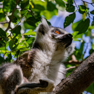 Ring-tailed lemur (Lemur catta), Anja Community Reserve, Haute Matsiatra region, Madagascar.
📷: Bruce Webber (@webber.photography)
...
...
#Lemur #RingTailedLemur #Anja #Wildlife #AfricanWildlife #AfricanAnimals #WildlifePhotography #WildlifePlanet #NaturePhotography #BiodiversityHotspot #NatgeoAfrica #Natgeo #Madagascar #Madagaskar #MadagascarTravel #IgersMagagascar #MyMadagascar #HelloMadagascar #Teamgasy #EarthCapture #Dadamanga @dadamangatravel