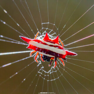 A shard of sunlight backlights a northern jewelled spider (Gasteracantha fornicata). Daintree rainforest, Queensland, Australia.
📷: Bruce Webber (@webber.photography)
...
...
#jewelspider #spider #macro #macrophotography #ausgeo #unescoworldheritage #worldheritage #daintreenationalpark #daintreerainforest #discoverthedaintree #PortDouglasDaintree #exploretnq #northqueensland #wettropicsqld #thisisqueensland @portdouglasdaintree