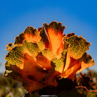 Light my fire. Royal hakea or Tallyongut (Hakea victoria) is quite possibly my new favourite muse. As changing angles of light play over the vividly coloured leaves, venation patterns glow with an intensity that is hard to believe. The range of leaf colours on a single plant is thought to be driven by nutrient limitations and internal recycling of nutrients.
...
...
#Hakea #RoyalHakea #OzPlants #FitzgeraldRiverNationalPark #FitzgeraldRiverNP #WildOZ #ThisIsWA #JustAnotherDayInWA @waparkswildlife @ourwaparks @exploreparkswa