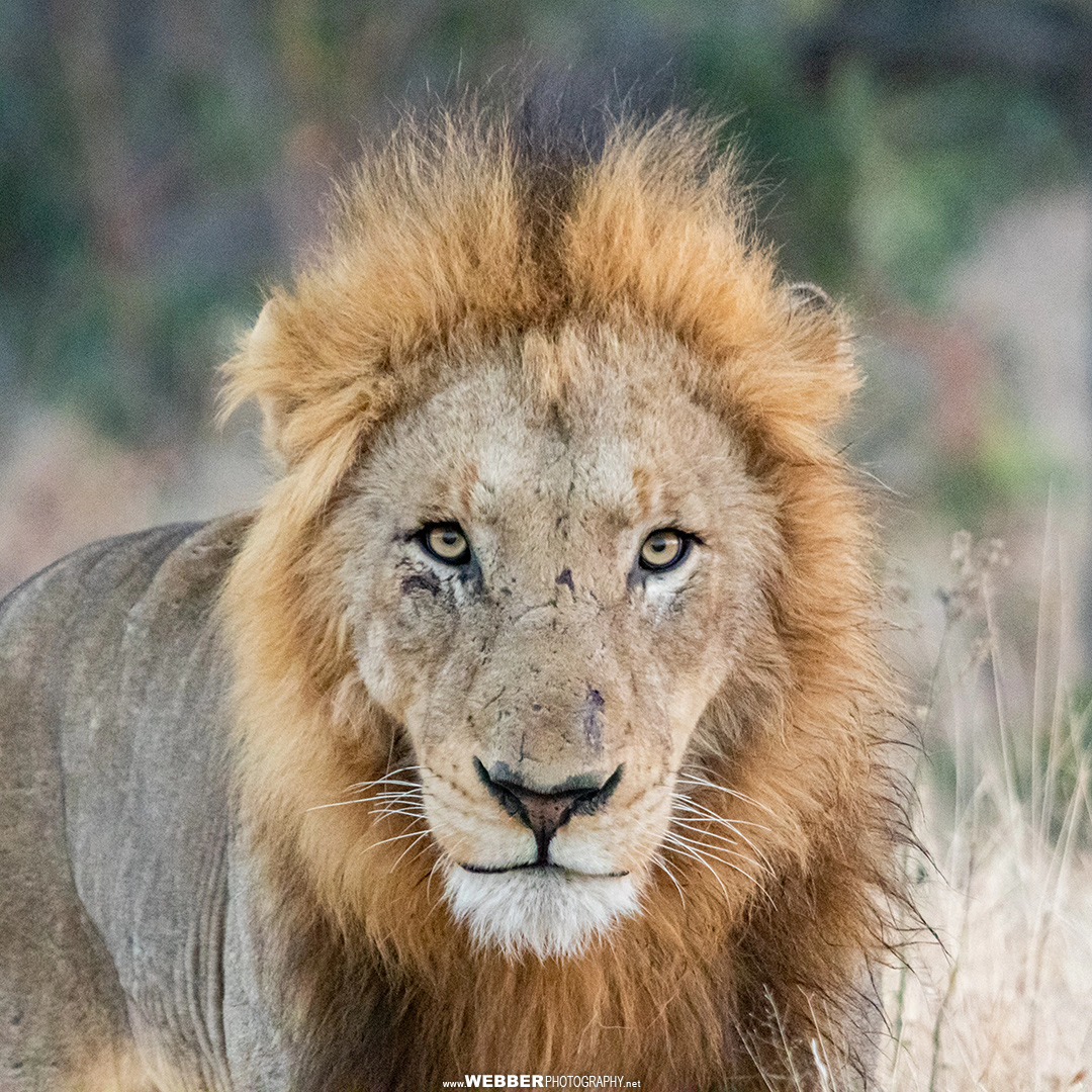 Slightly the worse for wear with a few scars to show for it and probably in need of a good rest. It’s been an interesting couple of years. Like this lion near the Crocodile River, it is also good to be back focusing on the things that matter. Berg en Dal region, Kruger National Park, South Africa.
📷: Bruce Webber (@webber.photography)
...
...
#lion #bigcat #bigcats #bergendal #lionsofinstagram #africanwildlife #africananimals #naturephotography #wildlifephotography #africanwildlifephotography #wildlife #krugernationalpark #kruger #southafrica